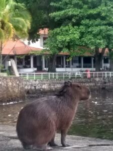 Visita inusitada: uma capivara visita o Sailing